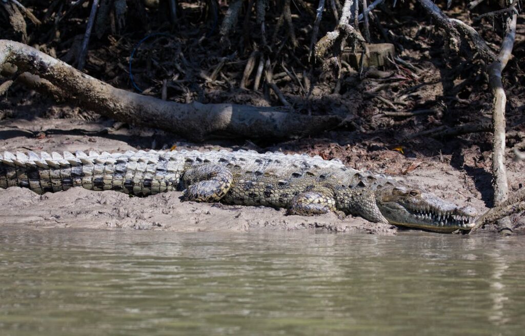 Big North American Crocodile