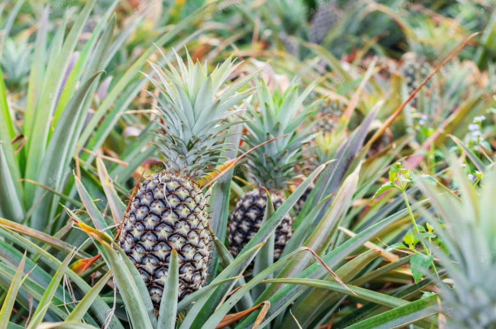 Pineapple growing in Florida